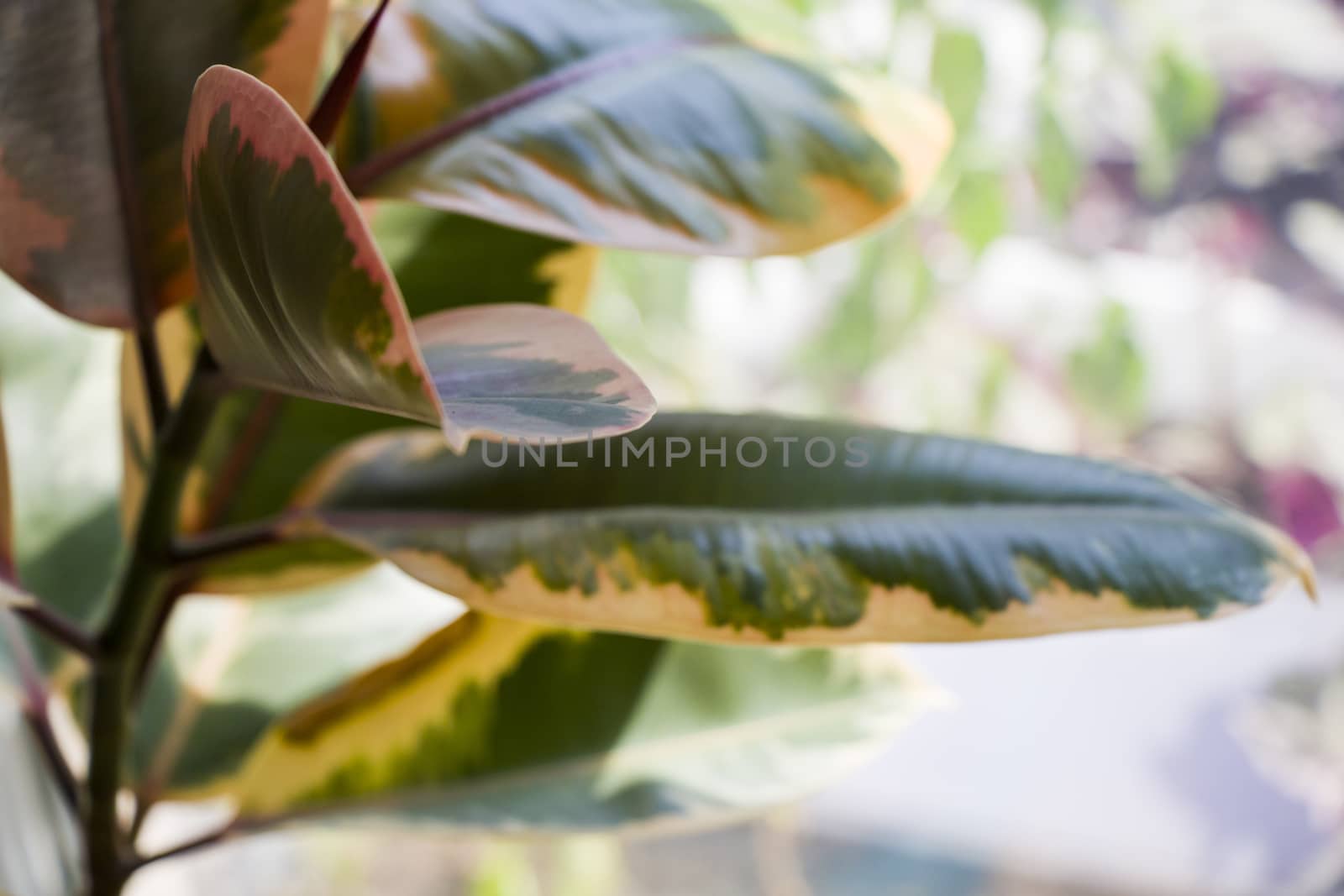 Ficus Elastica, house plants background, green color and daylight, ficus leaves