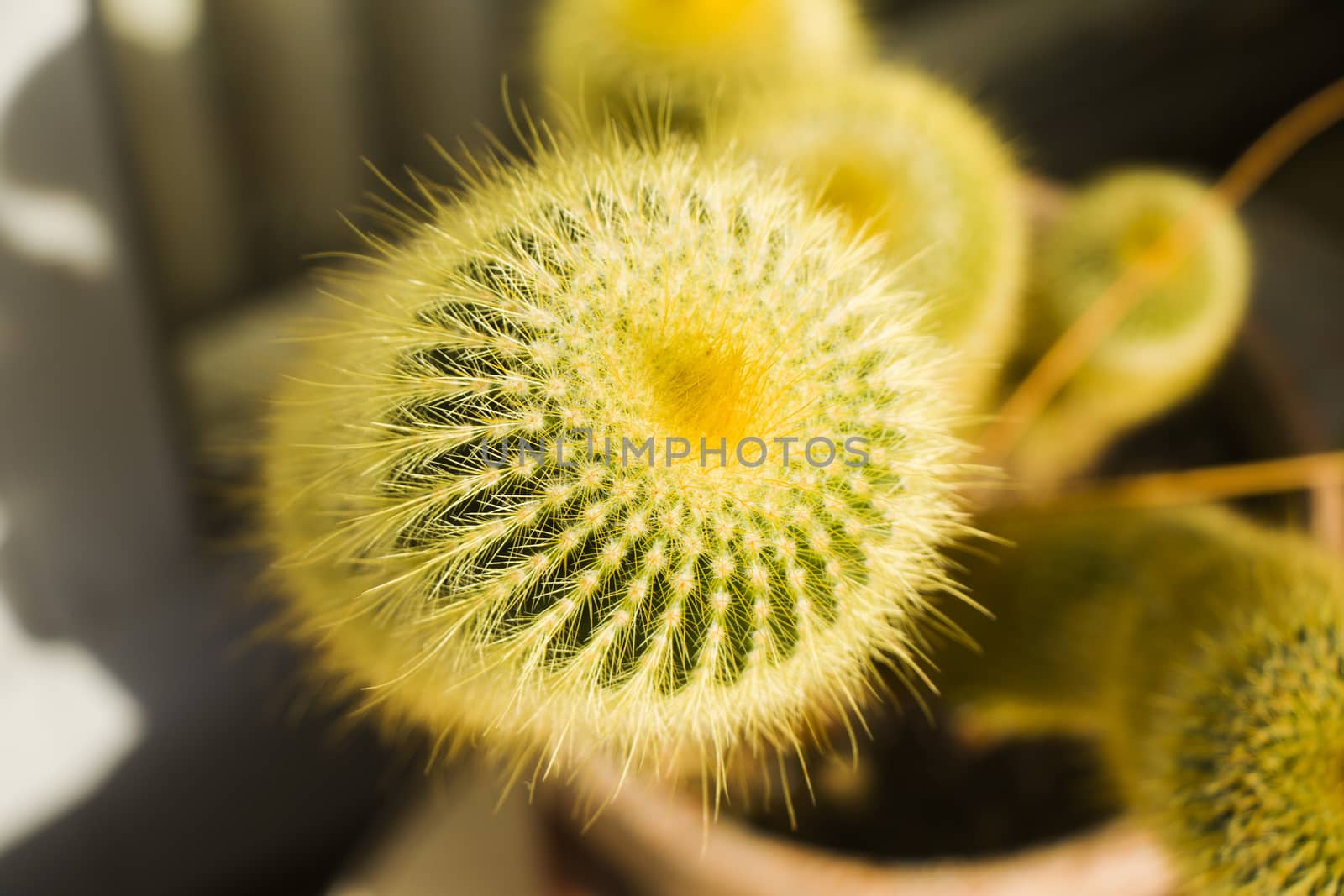 Cactus close-up and macro, yellow cactus by Taidundua