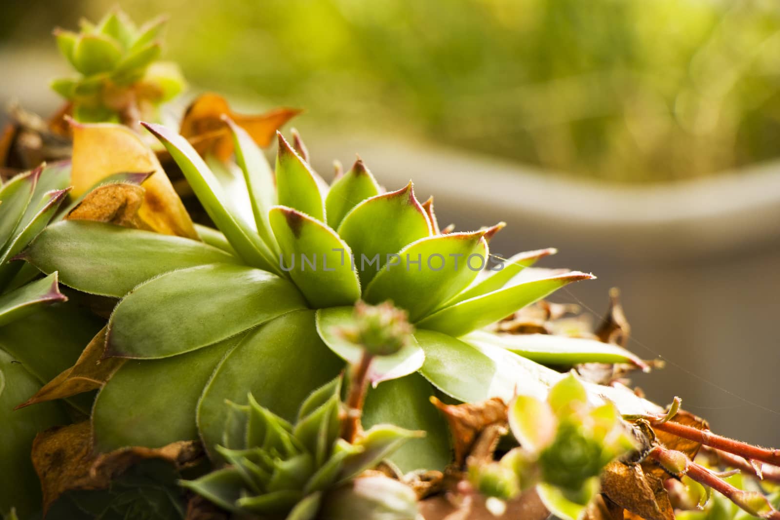 Succulents on the rock, green color, beautiful plant macro and close-up.