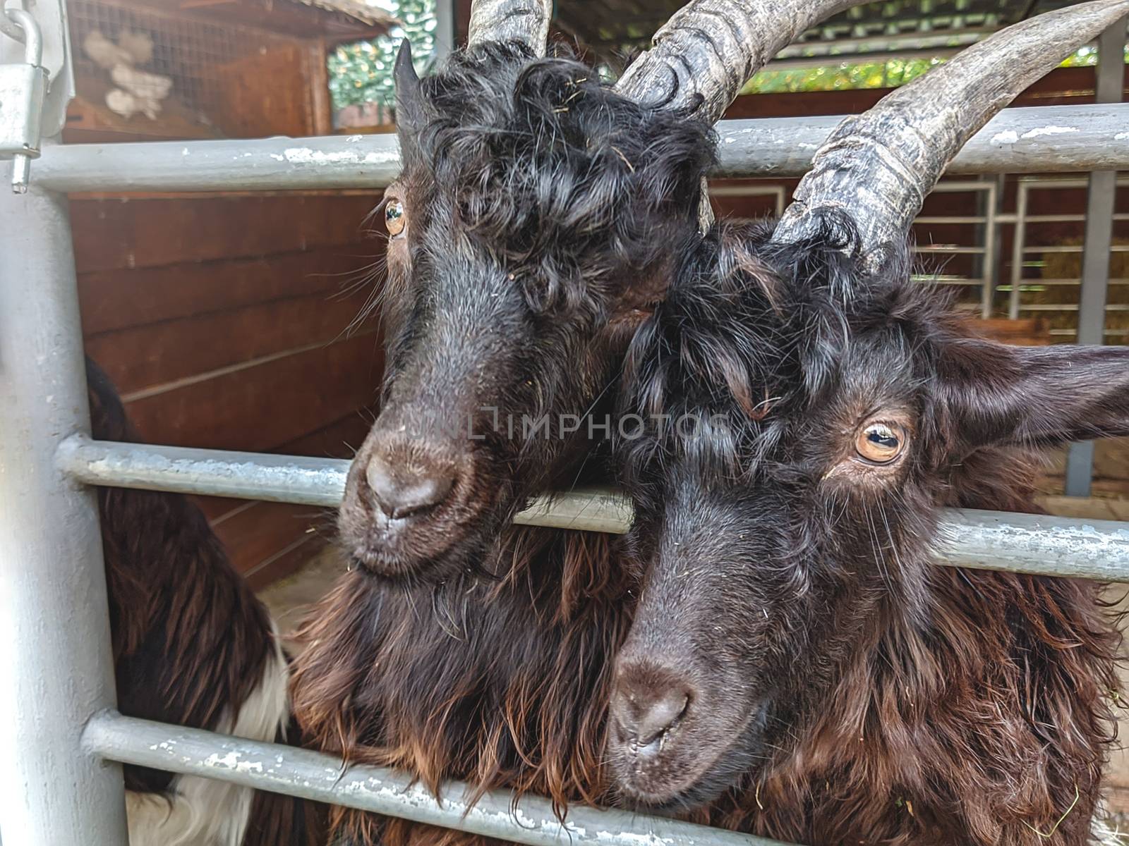 Pet goat in the park, ferry, zoo behind bars.