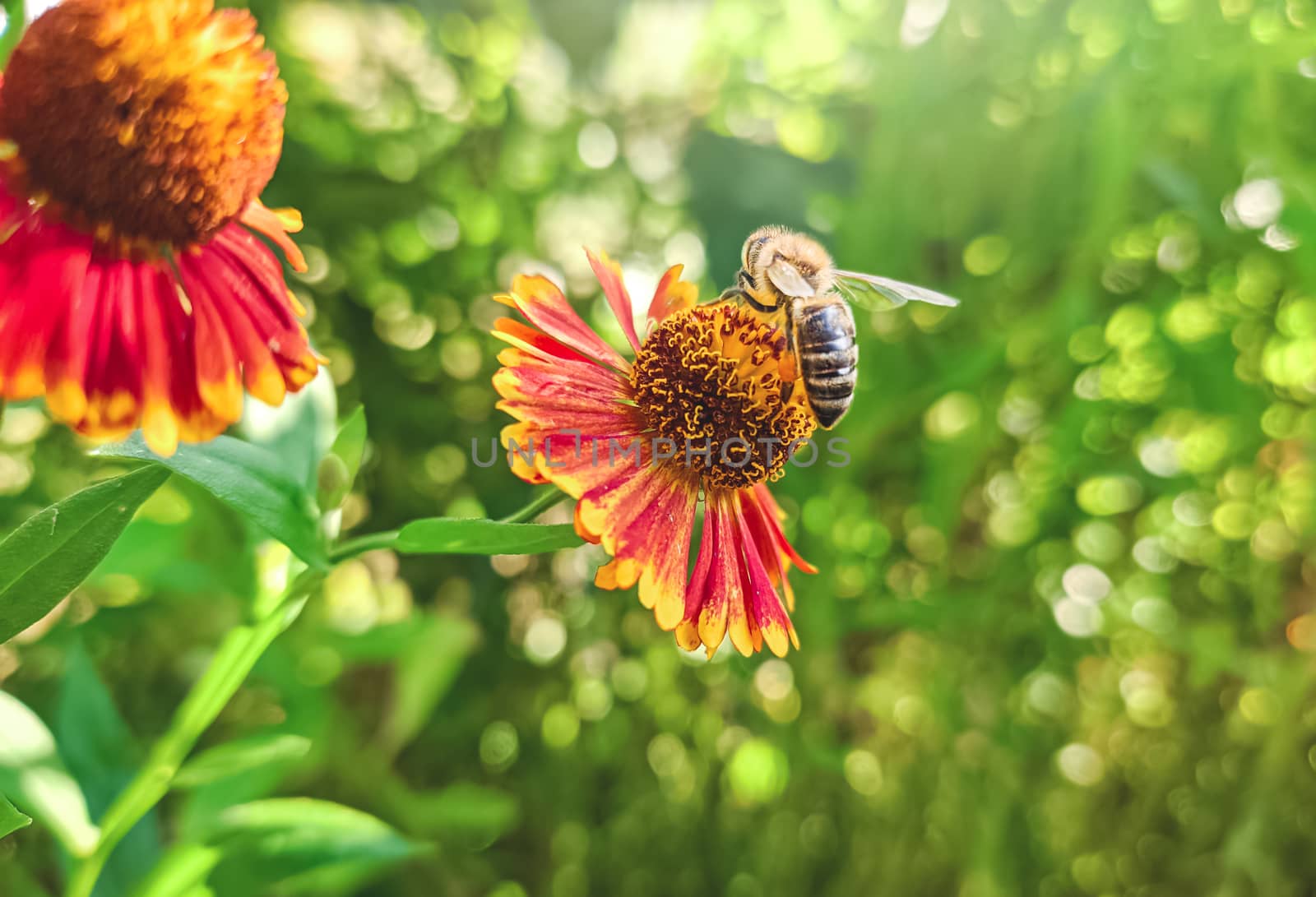 Honey bee covered with yellow pollen collecting nectar in flower. Animal is sitting collecting in sunny summer sunflower. Important for environment ecology sustainability. Awareness of climate change