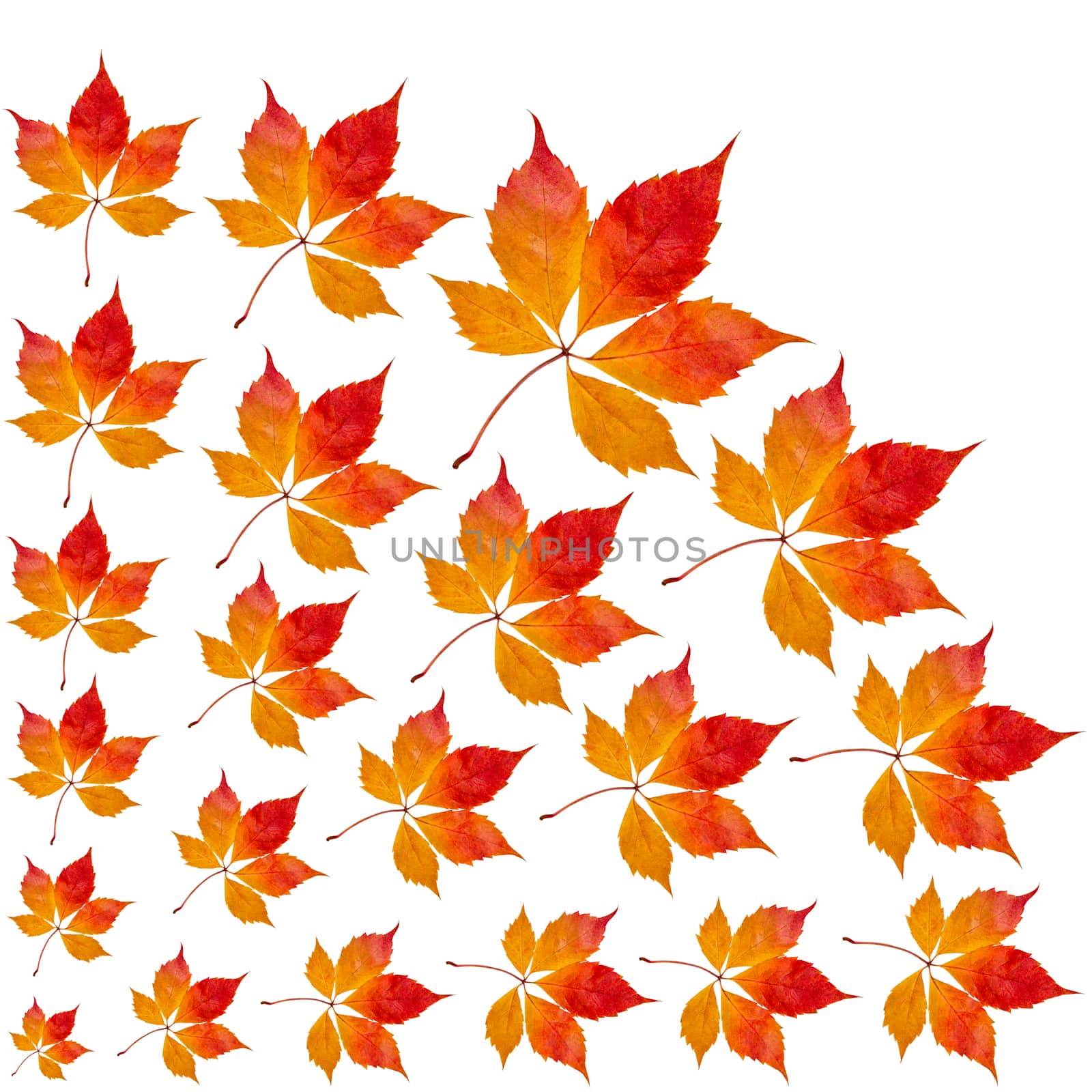 Composition of autumn yellow leaves. Dry leaves on a white background.