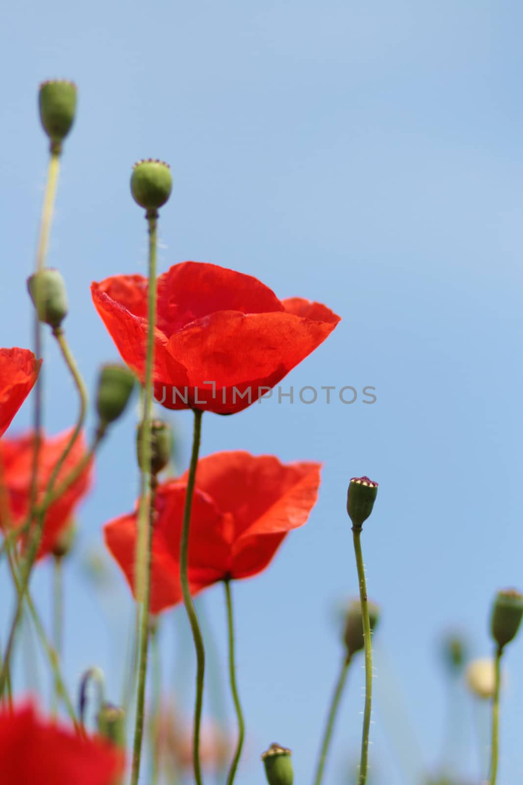 Blooming poppy field. Red poppy flower close up.