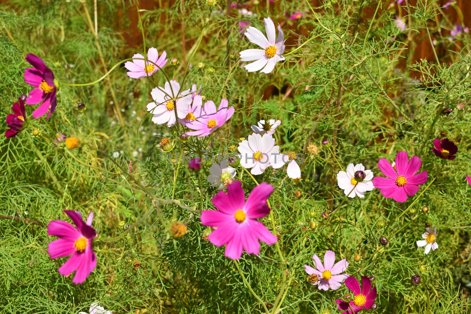 Beautiful flowers on a sunny morning in August