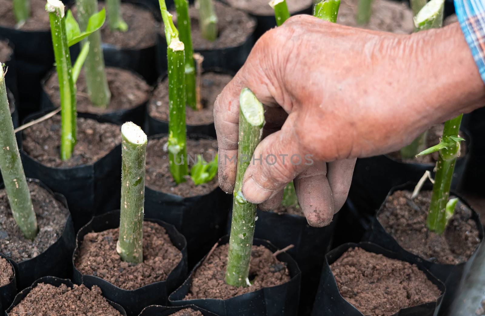 Farmers hand plant a young Chaiya tree cuttings (Tree spinach or by TEERASAK