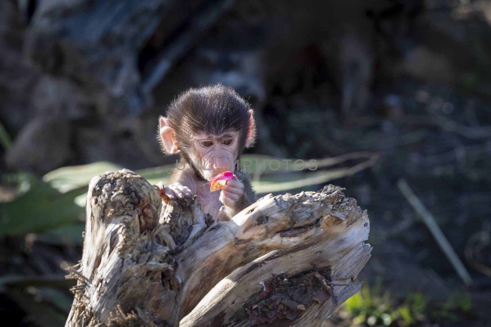 A baby Hamadryas Baboon playing outside on a fallen tree branch
