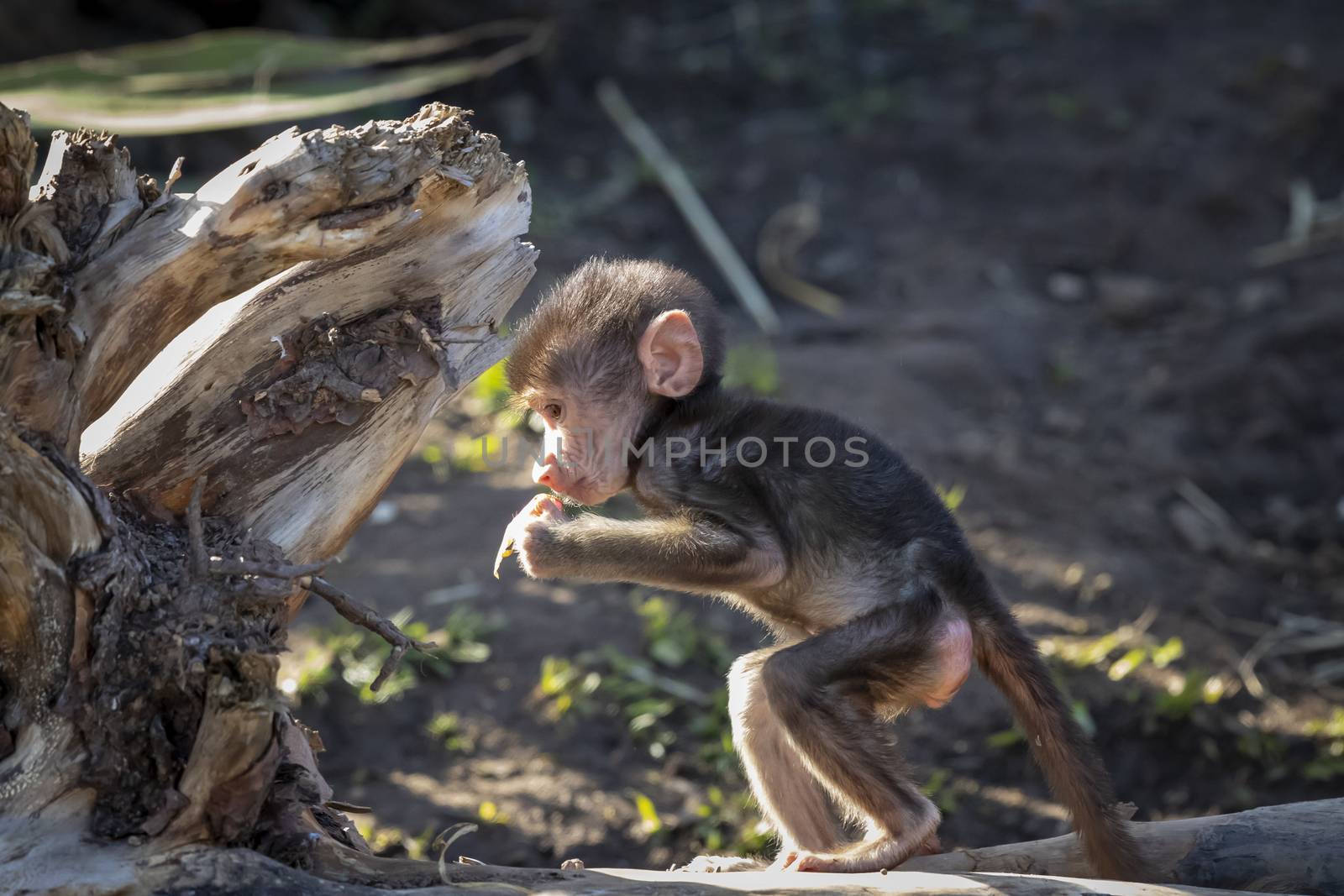 A baby Hamadryas Baboon playing outside on a fallen tree branch by WittkePhotos