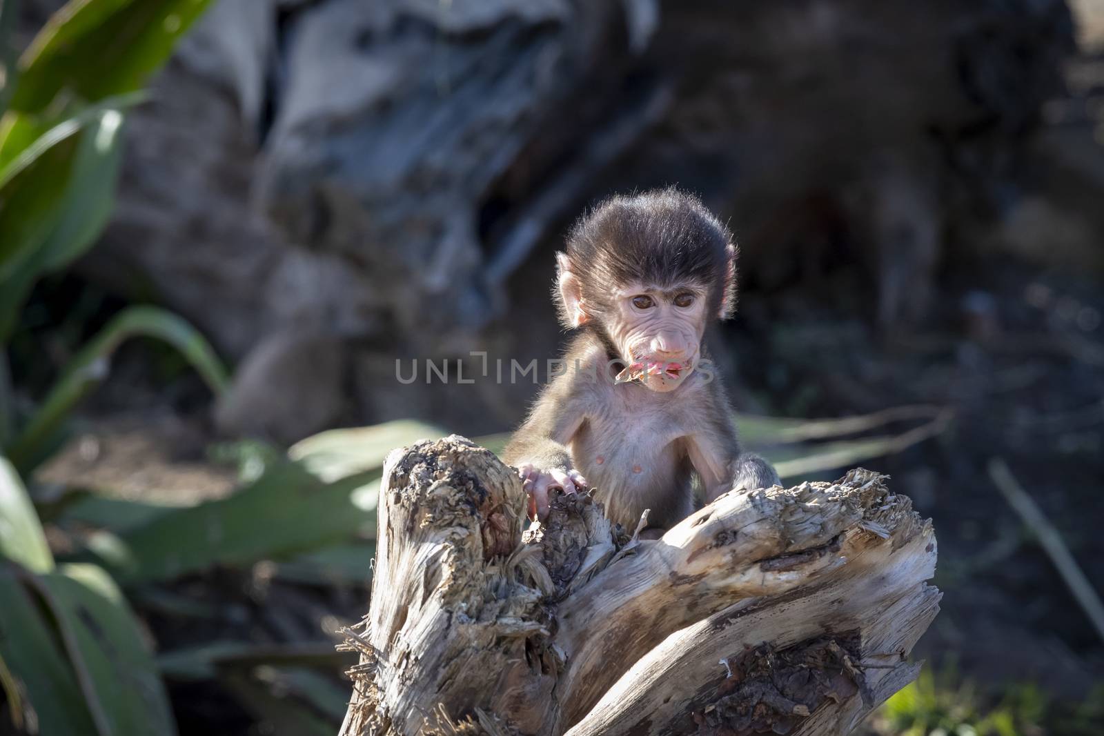A baby Hamadryas Baboon playing outside on a fallen tree branch by WittkePhotos