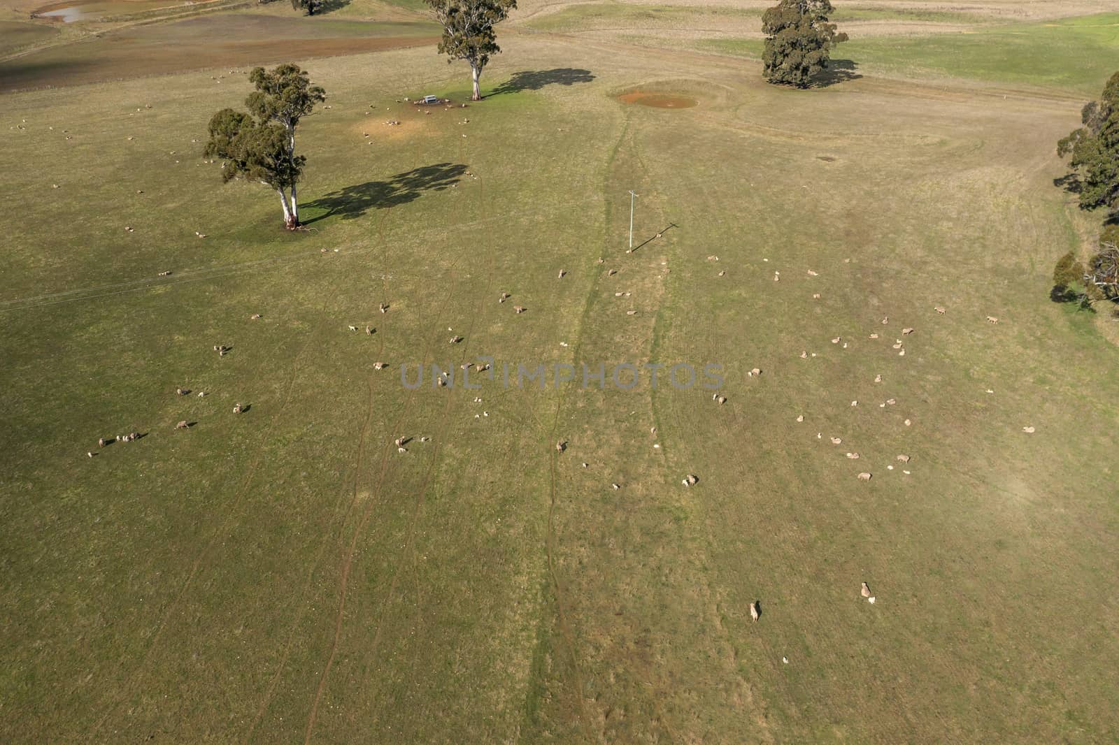Sheep in a lush farming field in regional Australia by WittkePhotos