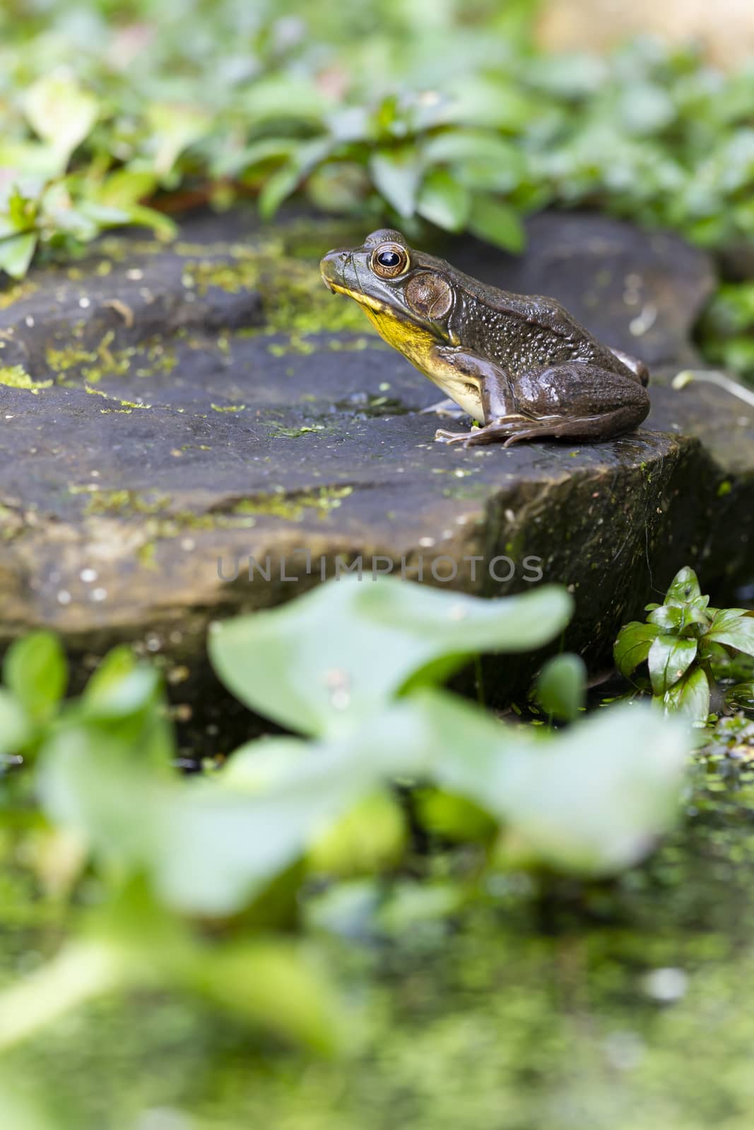 A Frog sitting on a rock in a garden pond surrounded by green leaves by WittkePhotos