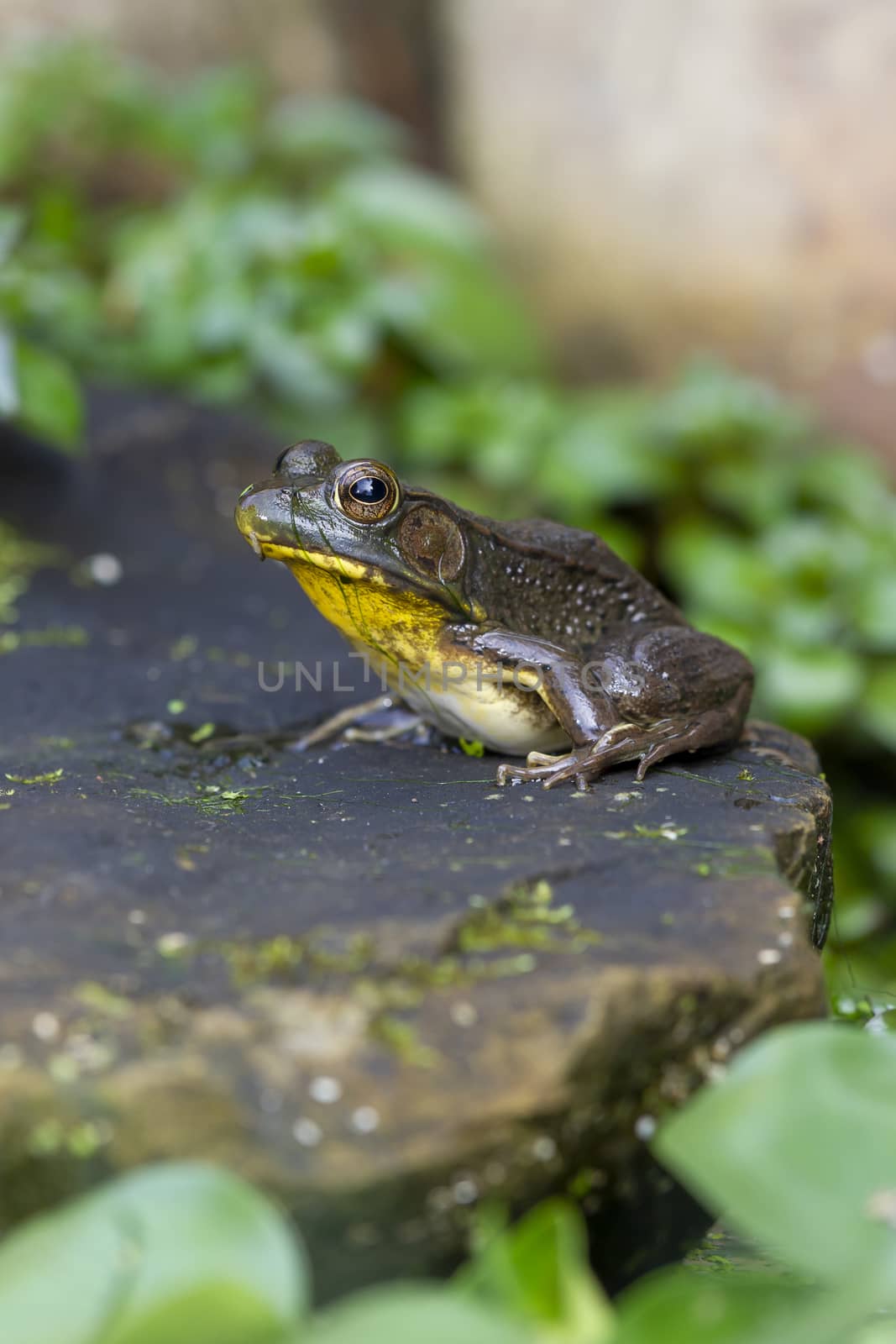 A Frog sitting on a rock in a garden pond surrounded by green leaves by WittkePhotos