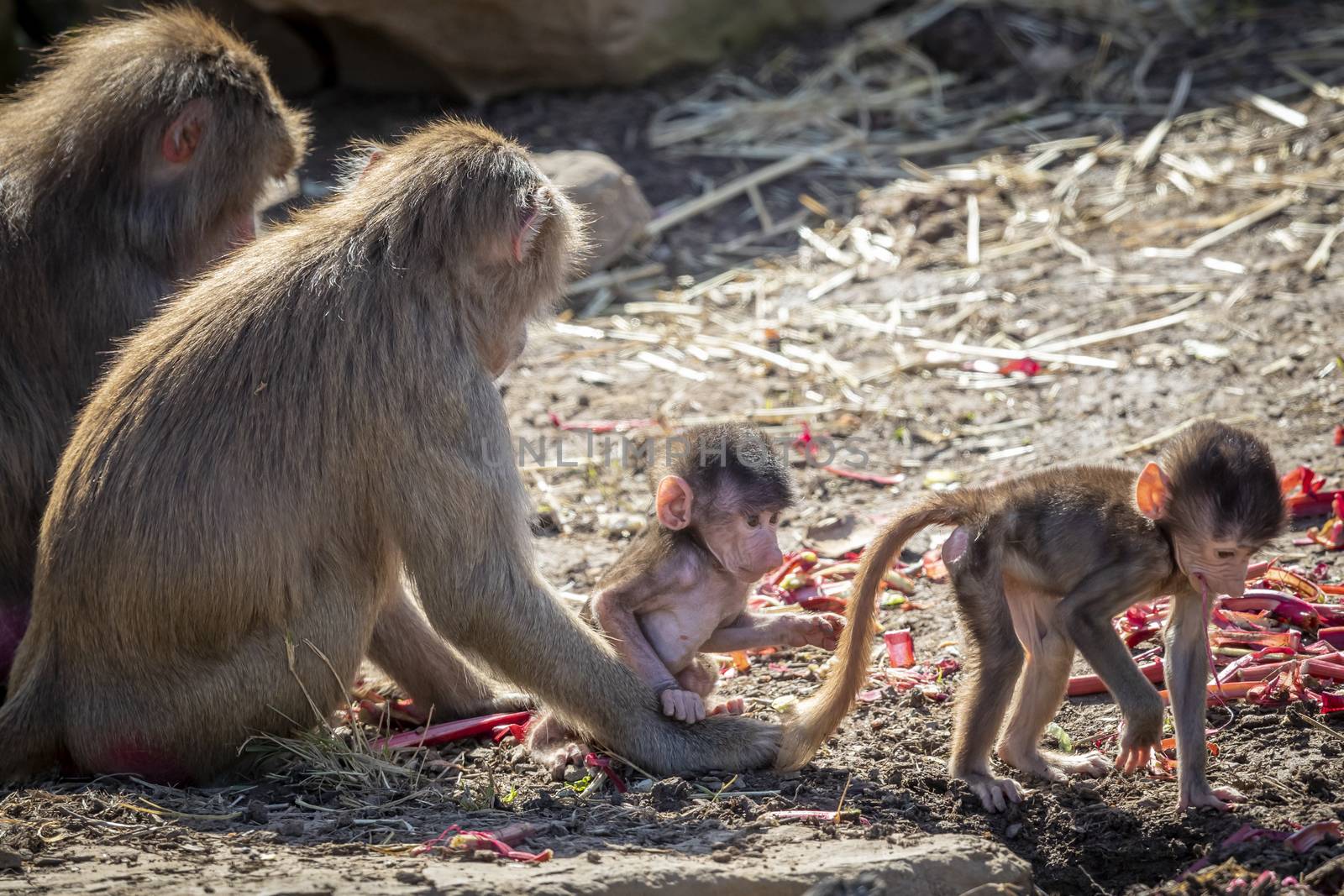 A baby Hamadryas Baboon playing outside with their family unit by WittkePhotos