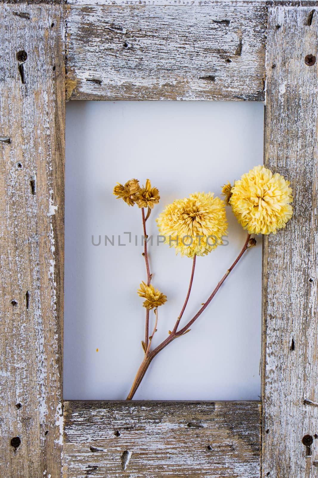 Empty frame for background, space for text and dried flowers by Taidundua