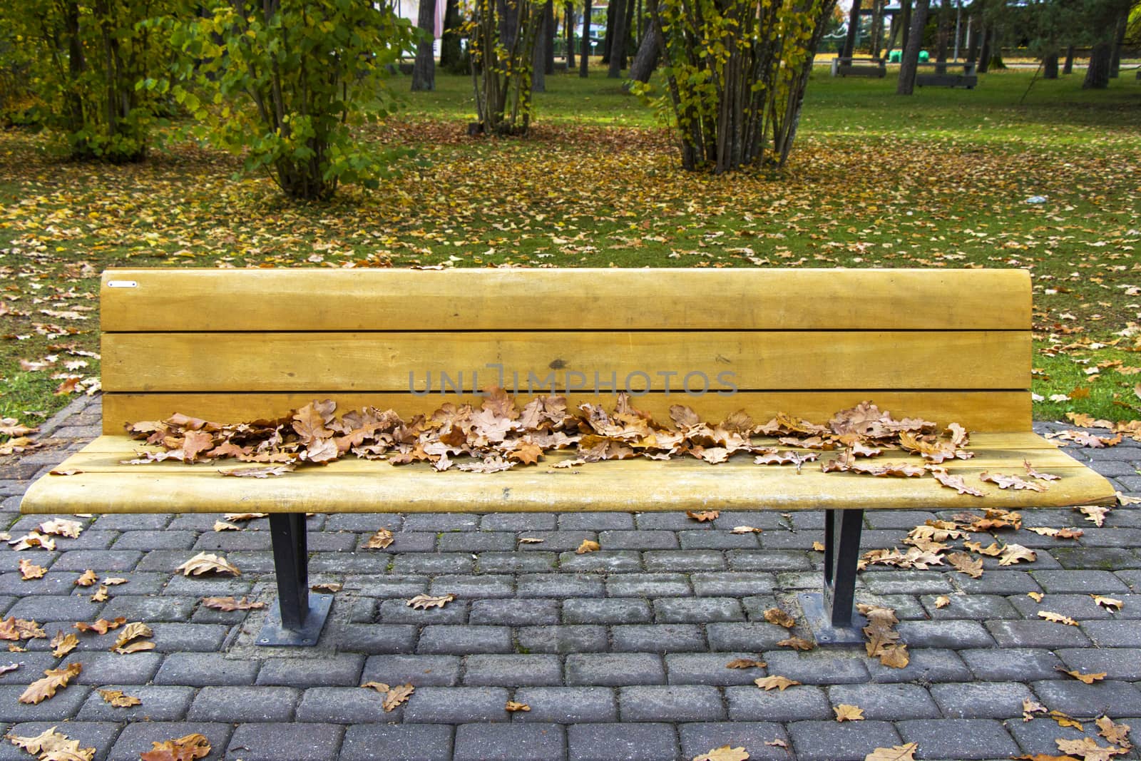 sitting, urban, autumn close up, lifestyle of korean, maple leaf in suwon, leaf concept, color, concept, chair and maple leave, park, fall, yellow, tree, bench, season, landscape, foliage, outdoor, nature, green, autumnal, natural, beauty, garden, maple, orange, chair, autumn, seat, relaxation, red, wooden, autumn leave and chair, autumn forest, sunlight, lifestyle, texture, design, summer by Taidundua