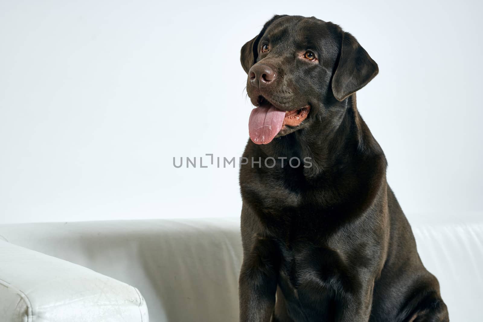 Purebred dog with black hair on a light background portrait, close-up, cropped view by SHOTPRIME