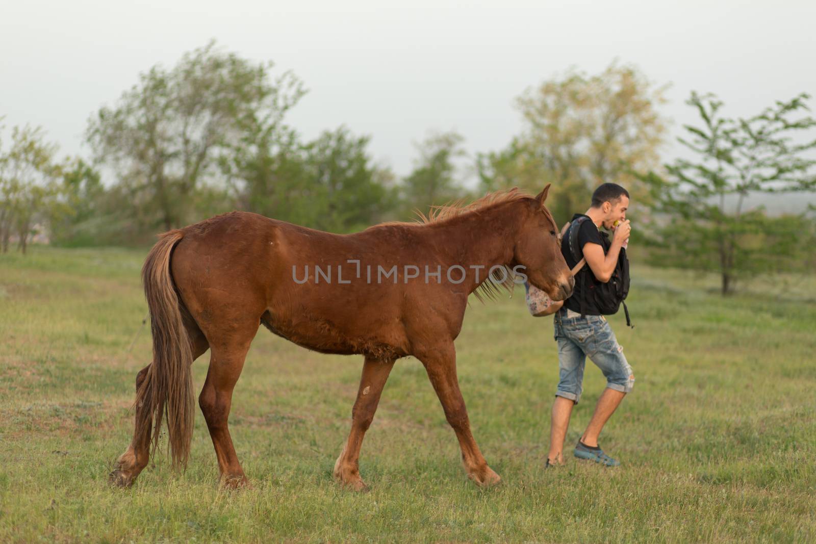 The horse chases the guy to take food from him. Fun moments of communication with horses.