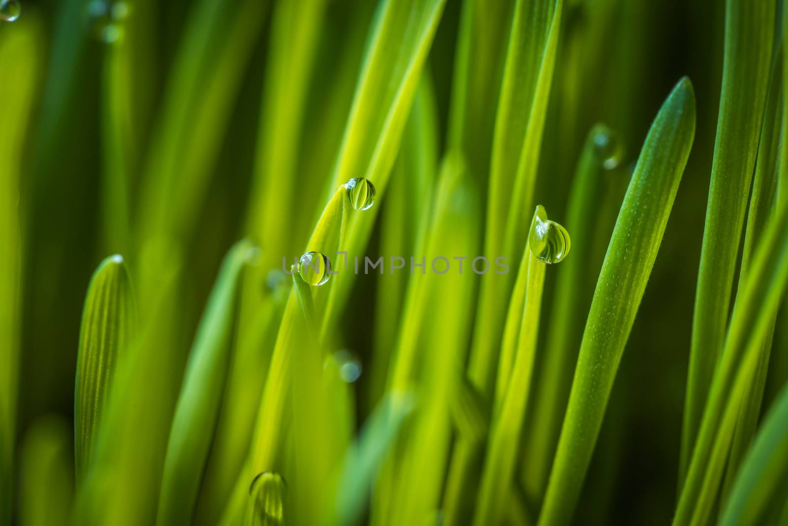 Fresh green wheat grass with drops dew macro background