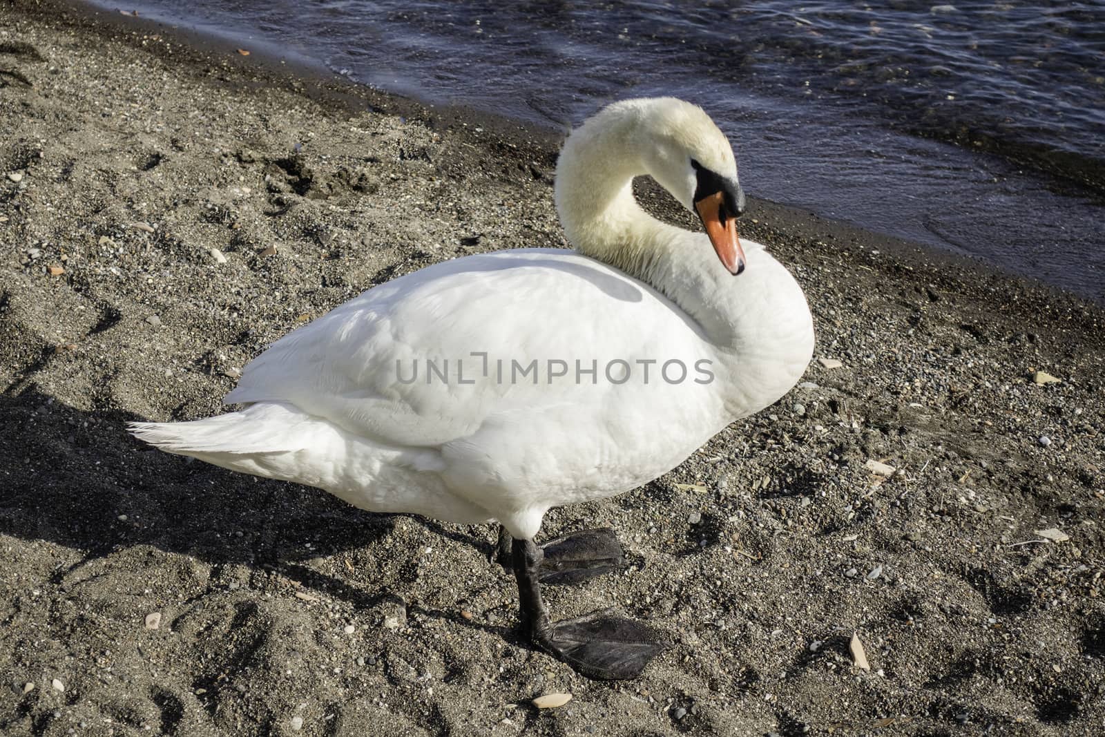 Beautiful white swan with a scenic afternoon golden light on the lake Bracciano, near Rome, Italy