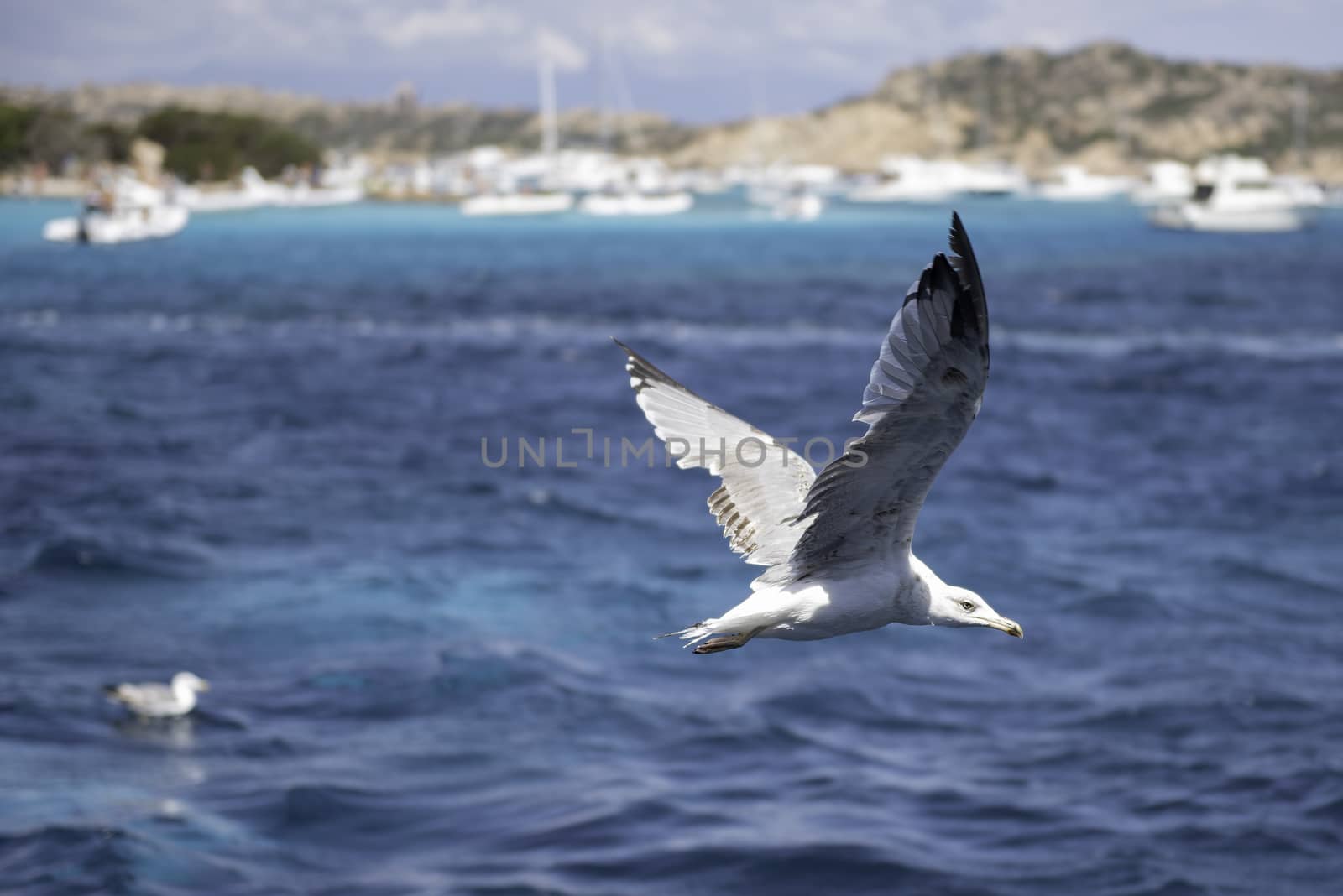 Closeup of seagull flying over the sea of Sardinia, Italy by marcorubino
