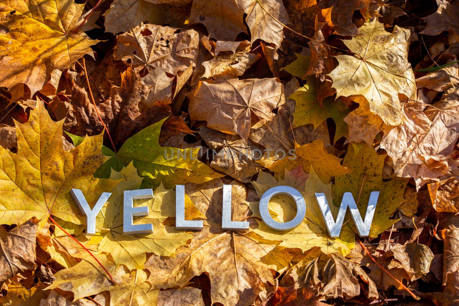 the word yellow laid with metal letters over autumn fallen leaves - closeup with selective focus.