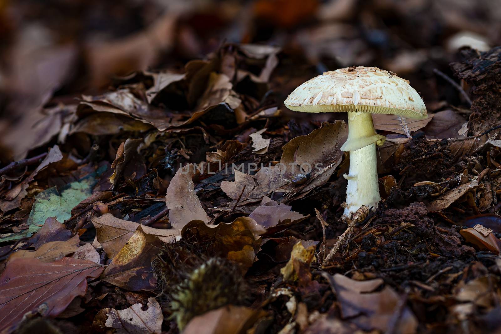 False death cap or Citron Amanita Amanita citrina is a basidiomycotic mushroom