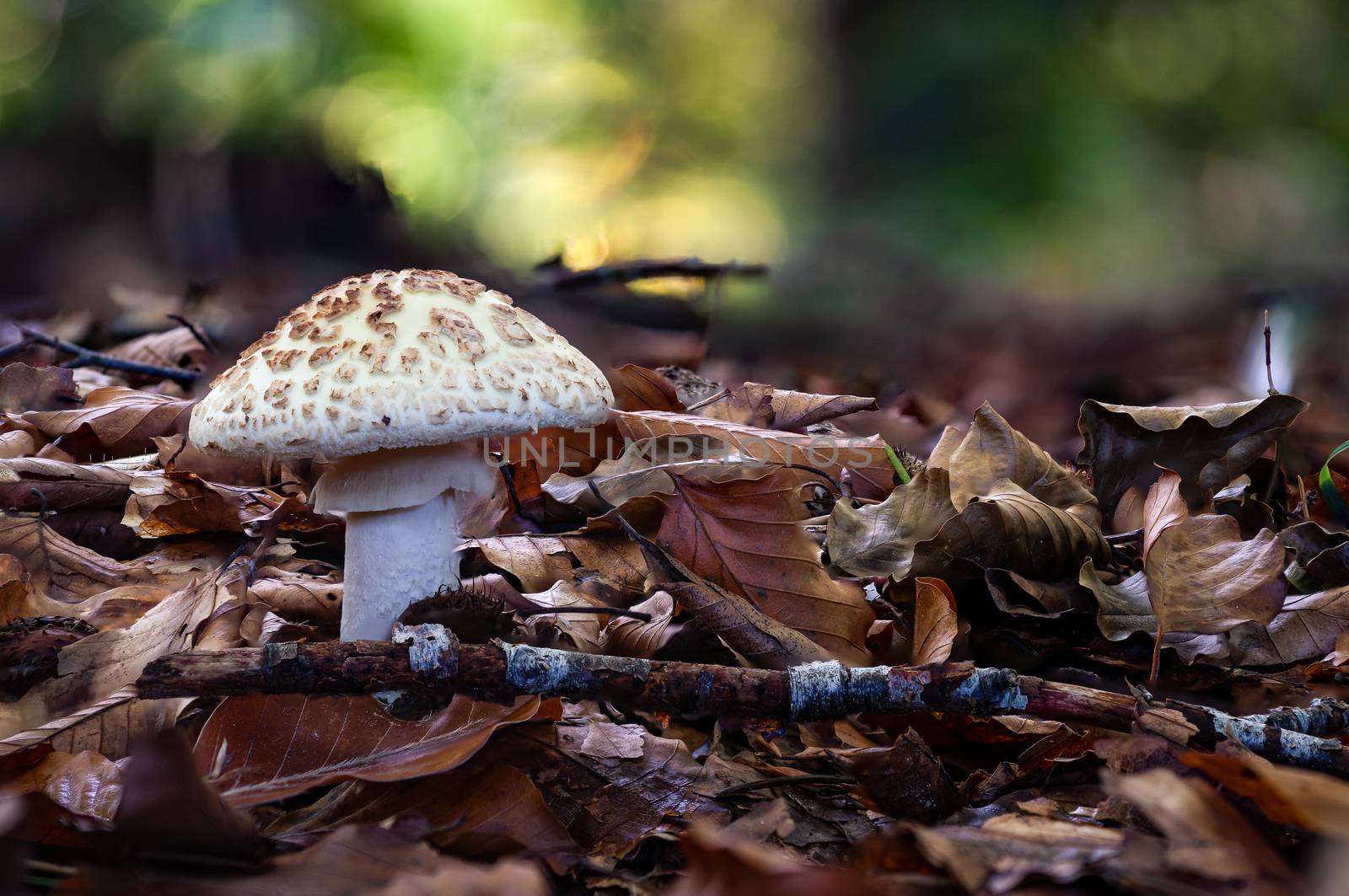 False death cap or Citron Amanita Amanita citrina is a basidiomycotic mushroom