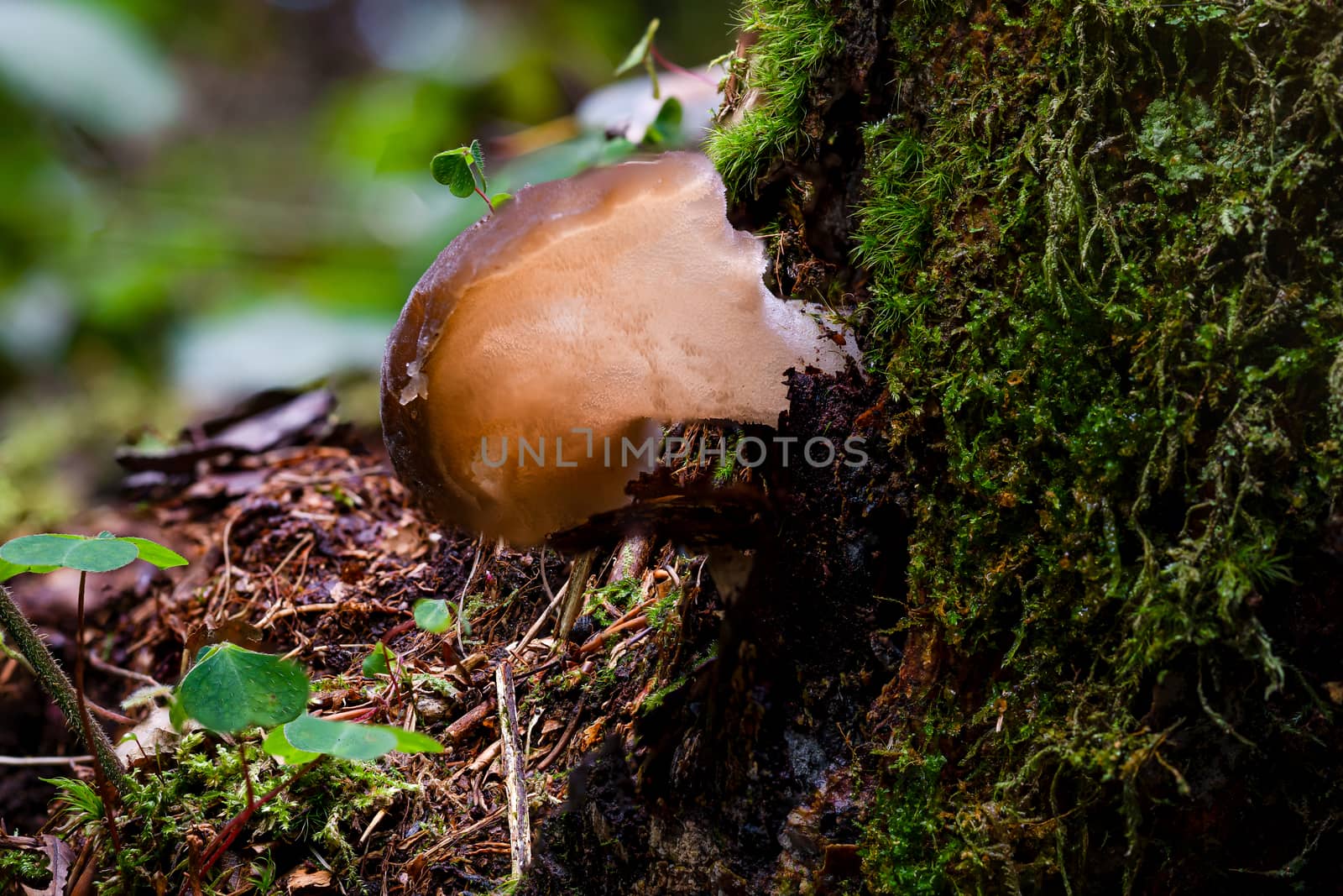 Auricularia auricula-judae, known most commonly as Jew's Ear, is a species of edible Auriculariales fungus found worldwide