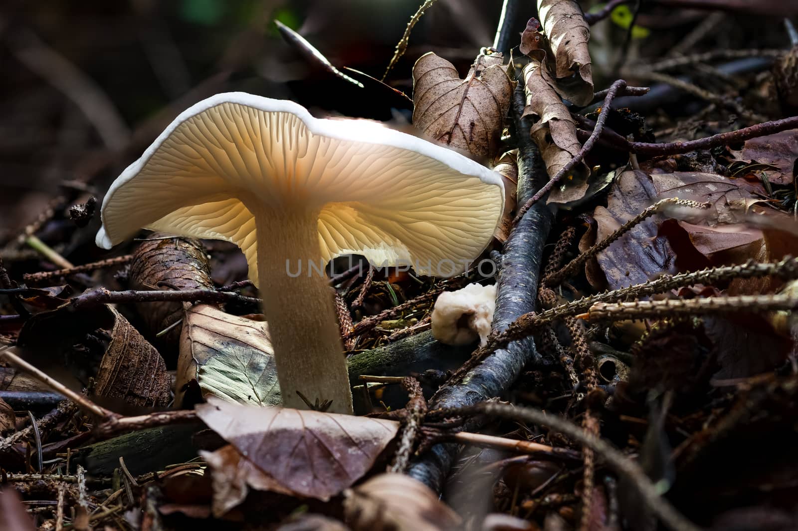 Infundibulicybe geotropa, also known as the trooping funnel or monk's head, is a funnel-shaped toadstool widely found in Europe and in North America