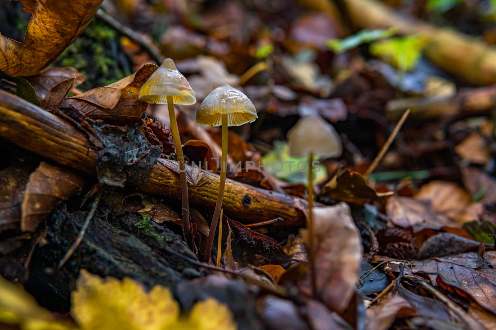 Mycena epipterygia is a species of fungi in the family Mycenaceae of mushrooms commonly found in Europe