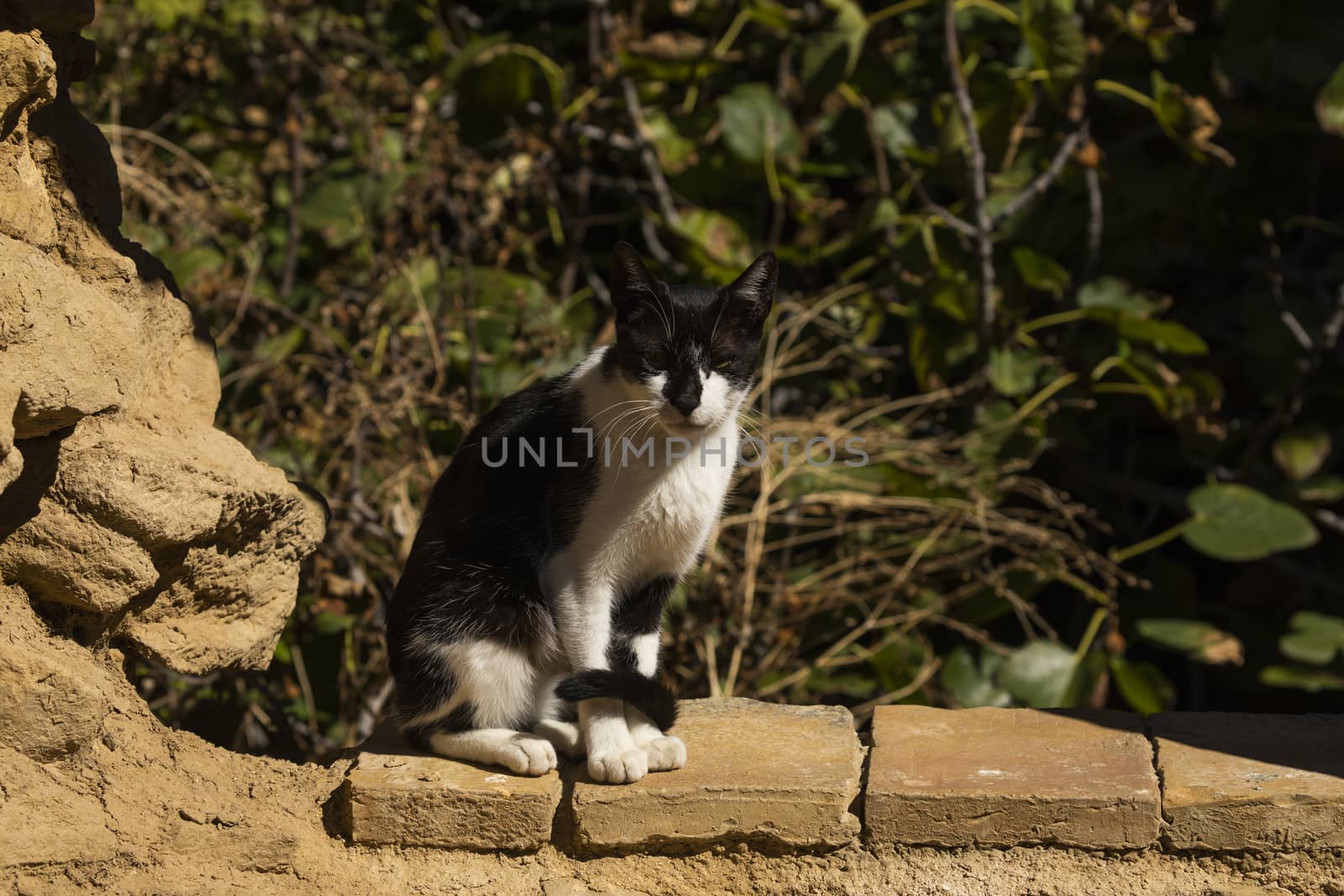 A black and white spotted cat rests on an old window, lazily basking in the sun.