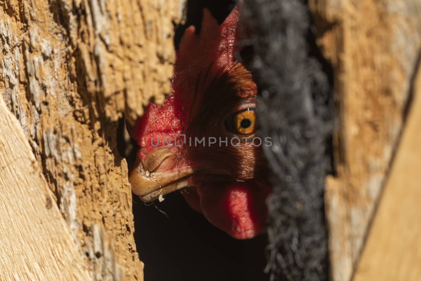 A hen watches cautiously through a hole in the old wooden door of the pen in which she is trapped.