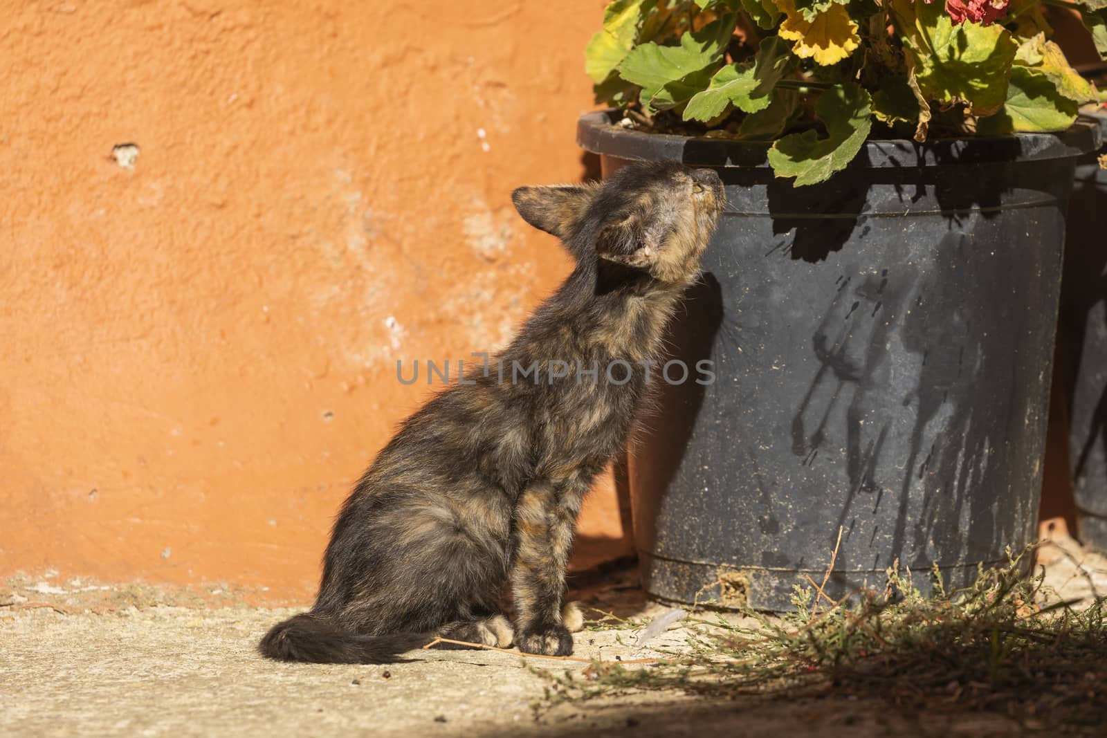 A small stray cat sniffs a flowerpot, Aragon, Spain by alvarobueno