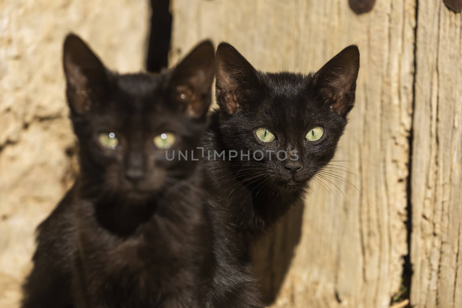 Two little black stray cats look attentively at the camera, Aragon, Spain by alvarobueno