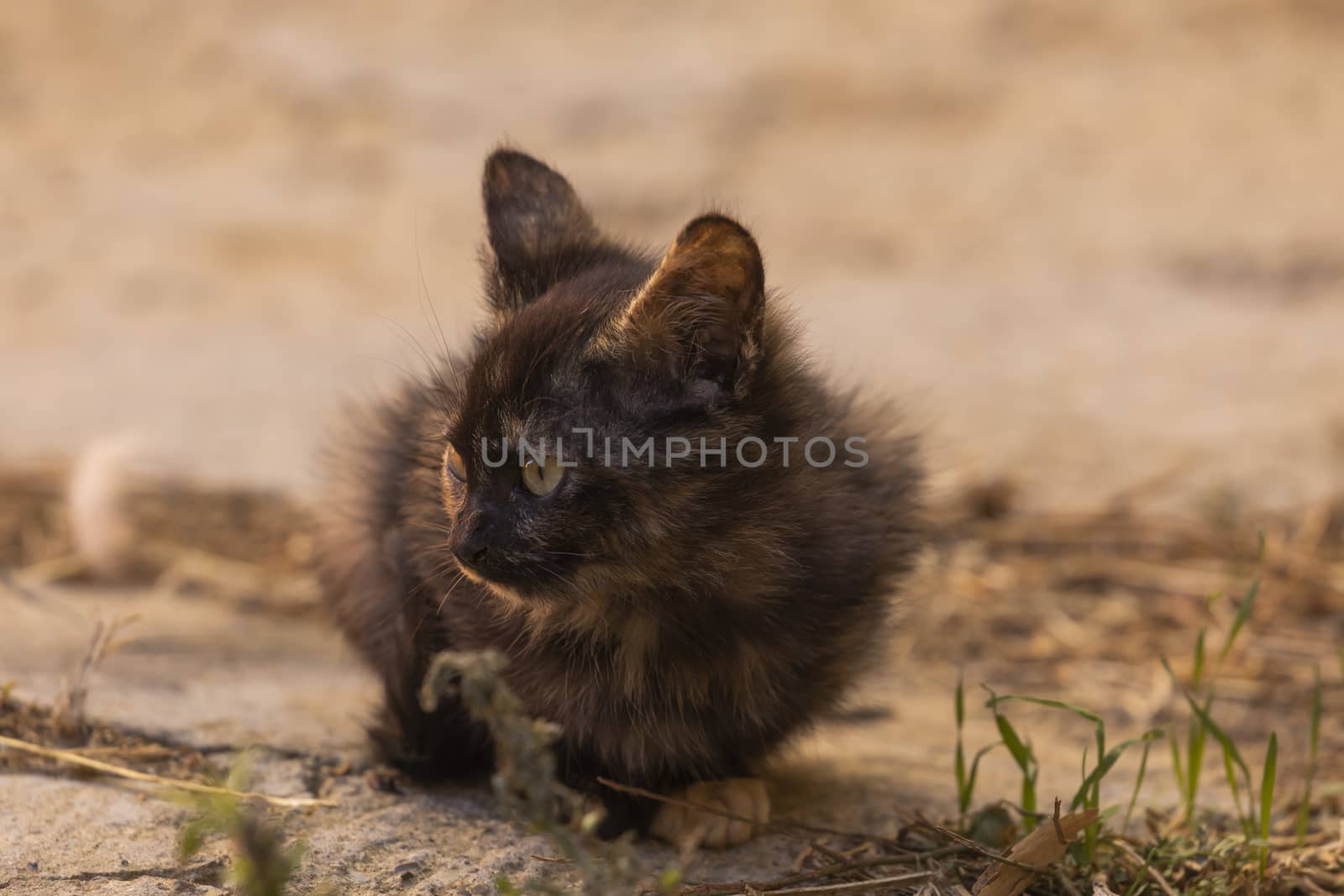 A small stray cat looks around fearfully, Aragon, Spain by alvarobueno