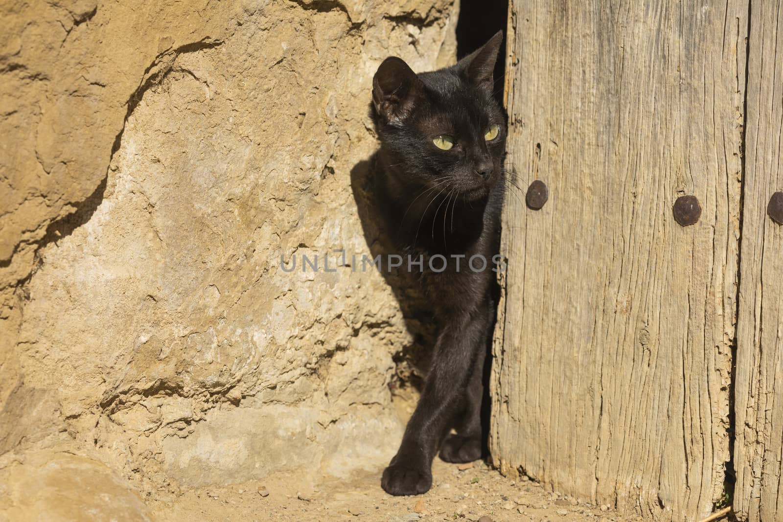 A black stray cat peeks out from behind an old door, Aragon, Spain by alvarobueno