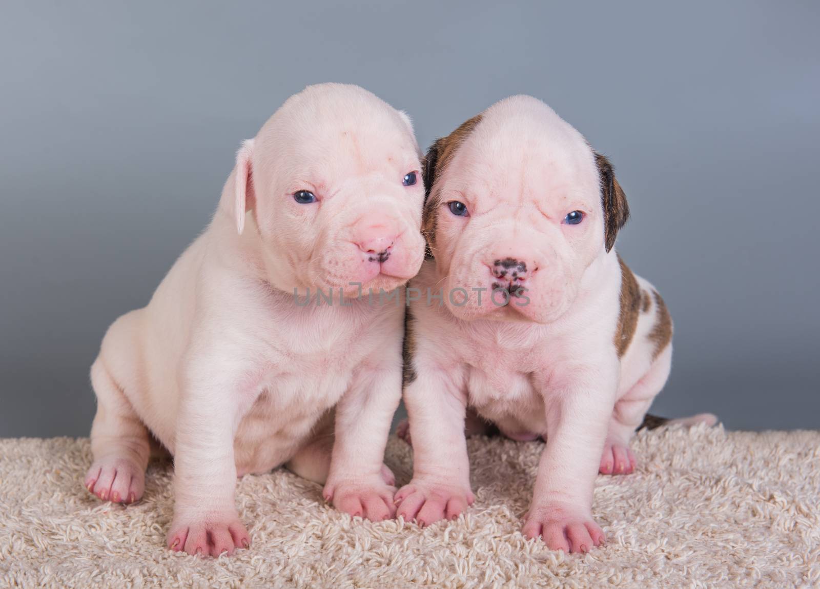 Two funny American Bulldog puppies dogs on gray background
