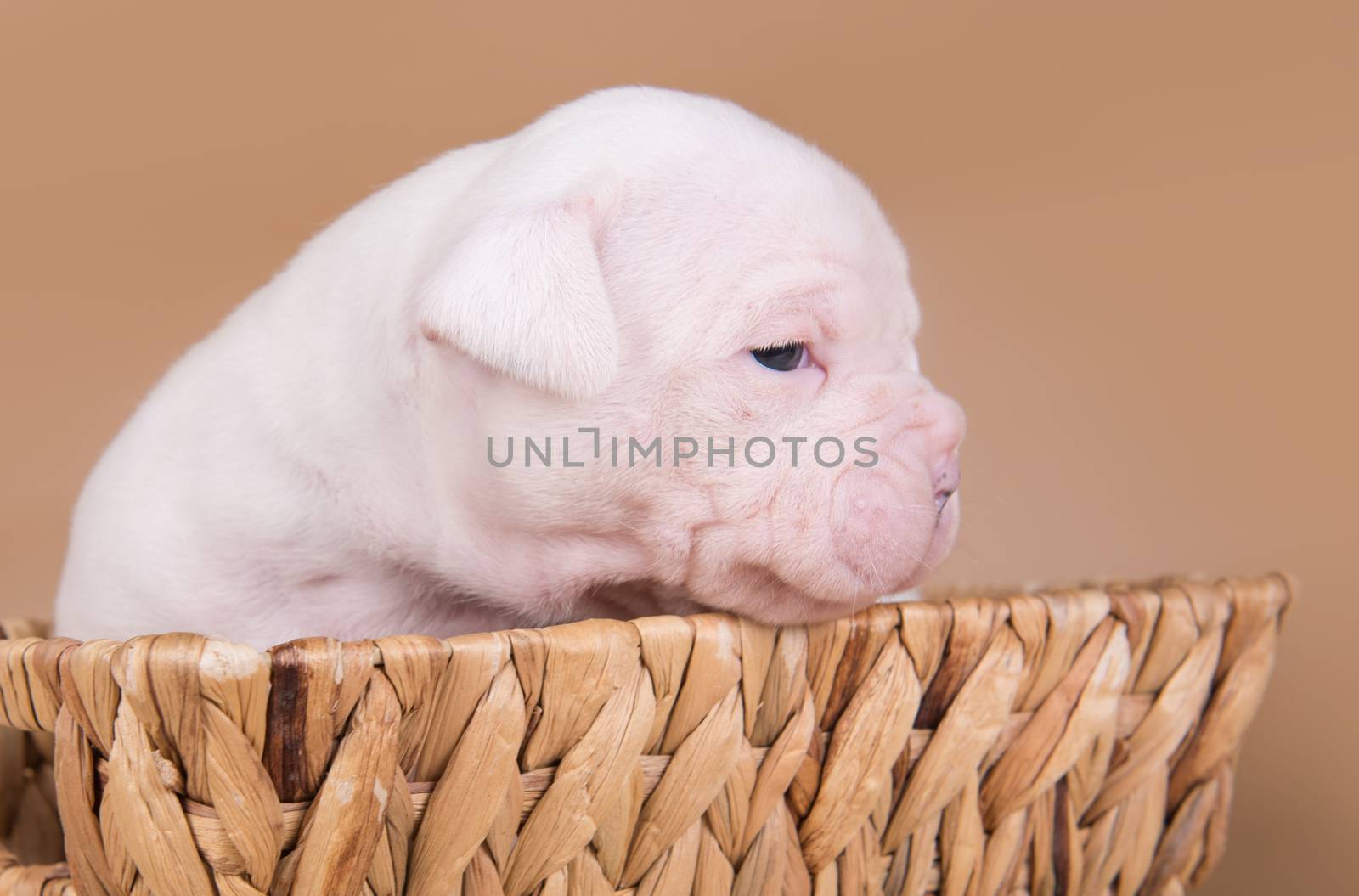 American Bulldog puppy dog is sitting in a basket by infinityyy
