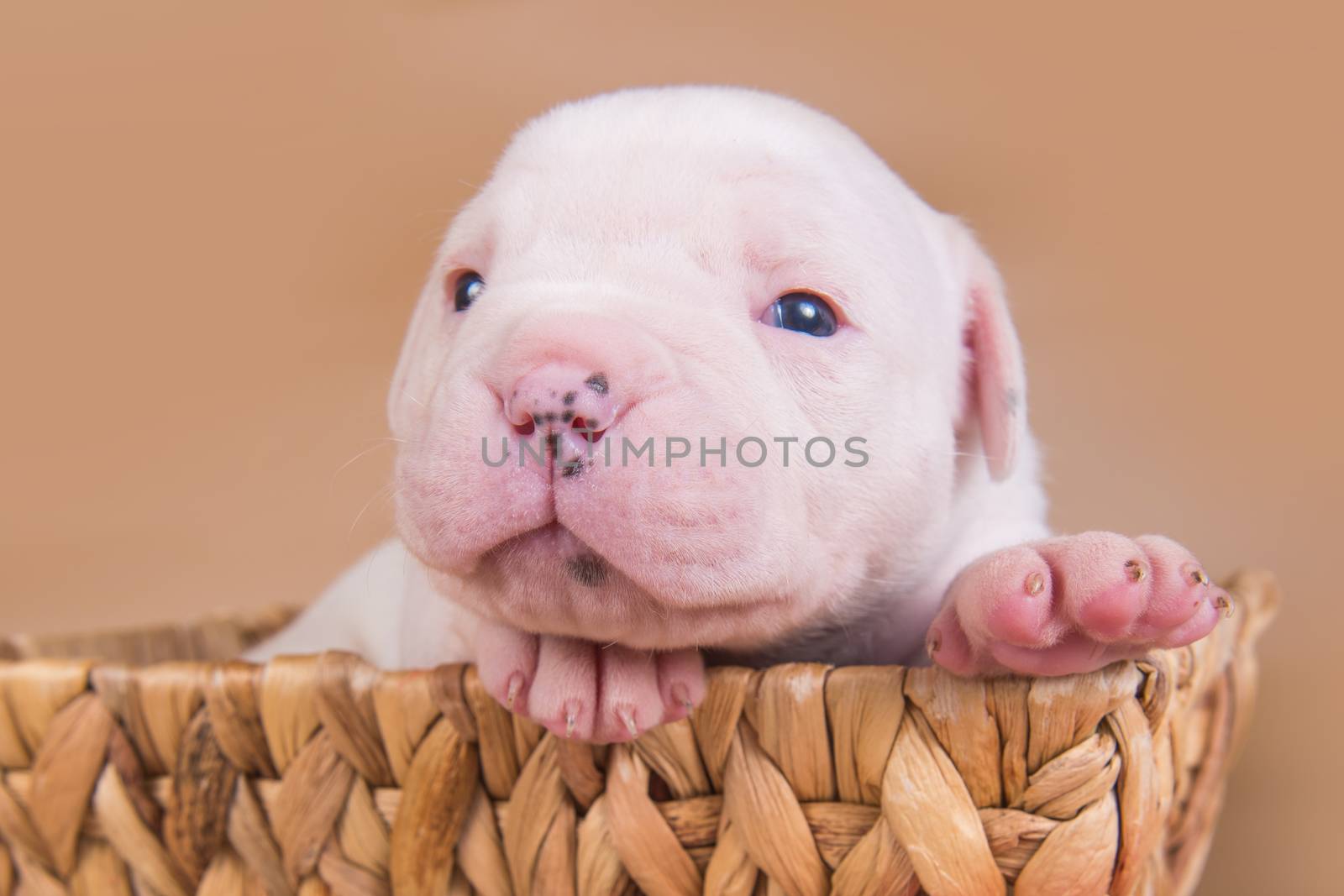 Funny small white American Bulldog puppy dog is sitting in a wood basket on Valentine s Day.