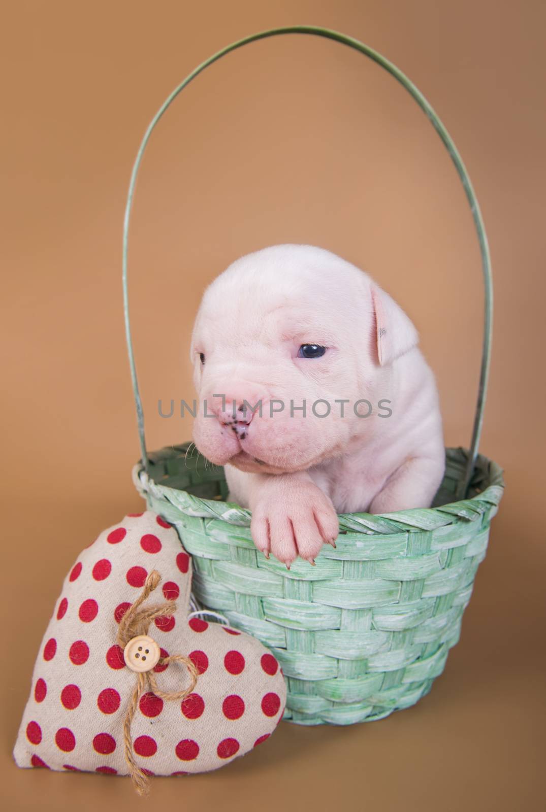 Funny small white American Bulldog puppy dog is sitting in a wood basket with red heart on Valentine s Day.