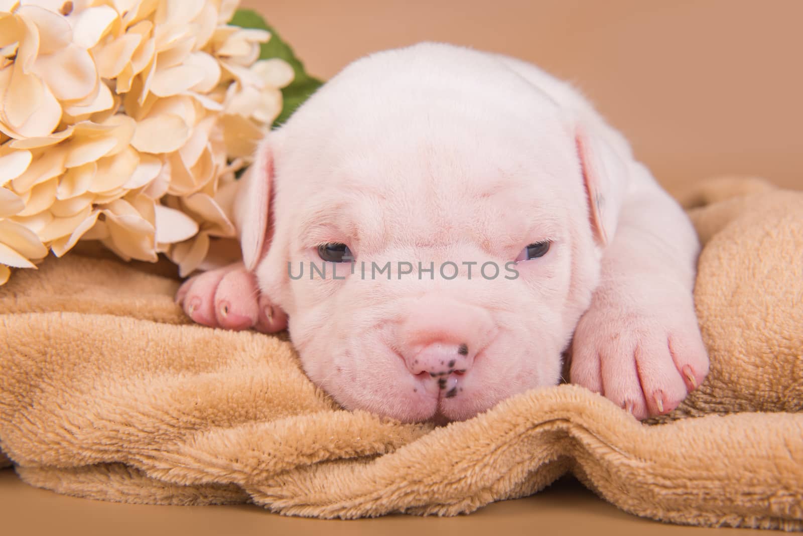 Funny small white American Bulldog puppy dog is sitting on light brown background with autumn flowers.