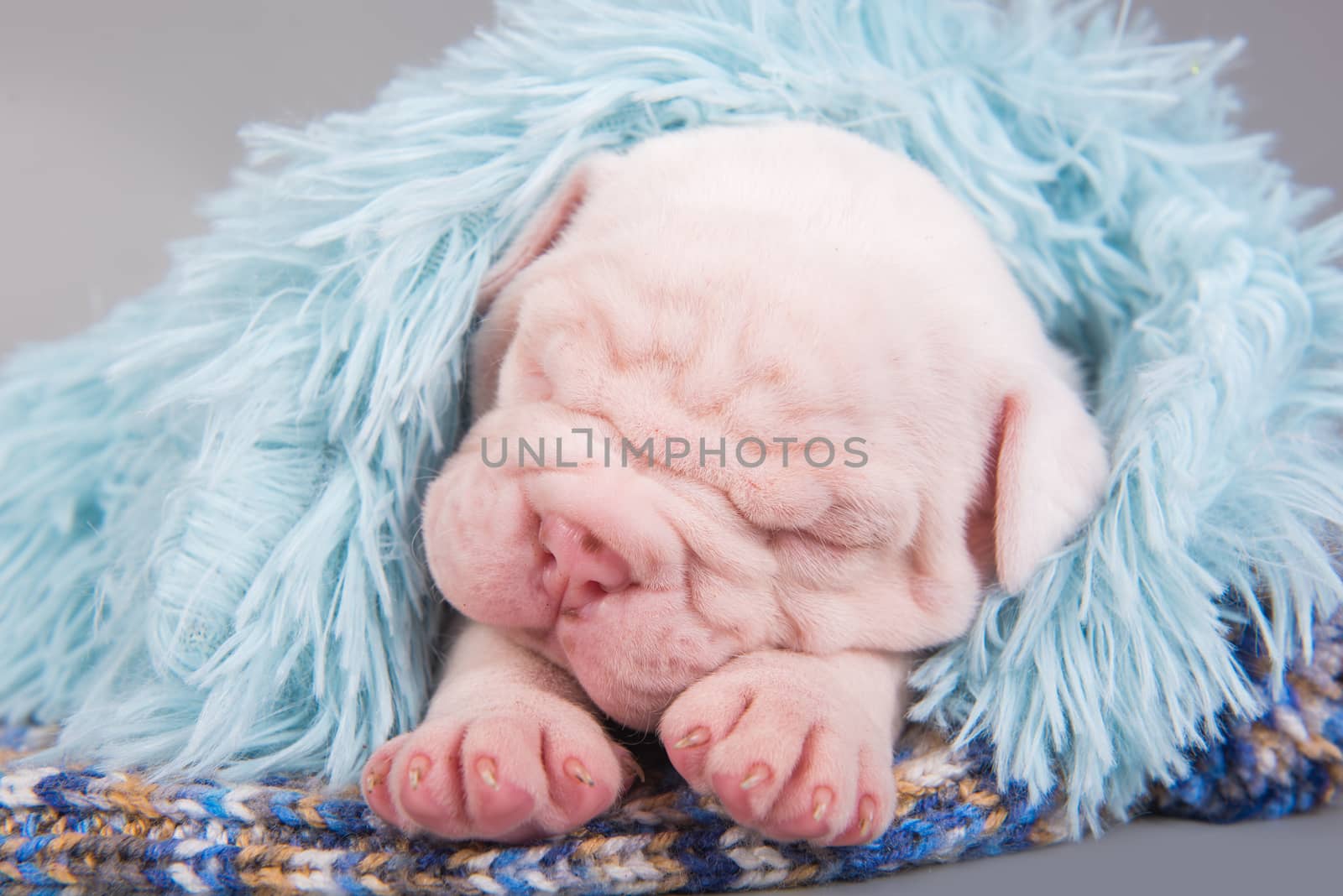Funny small American Bulldog puppy dog is sleeping on gray blue background.