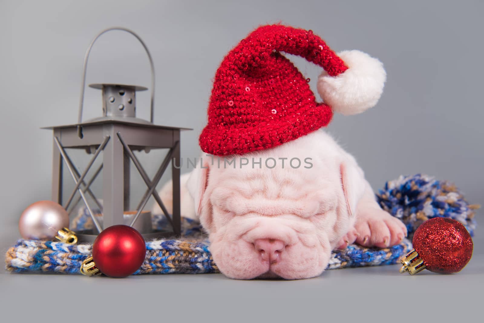 Funny American Bulldog puppy dog with santa claus hat is sleeping. Christmas or New Year background