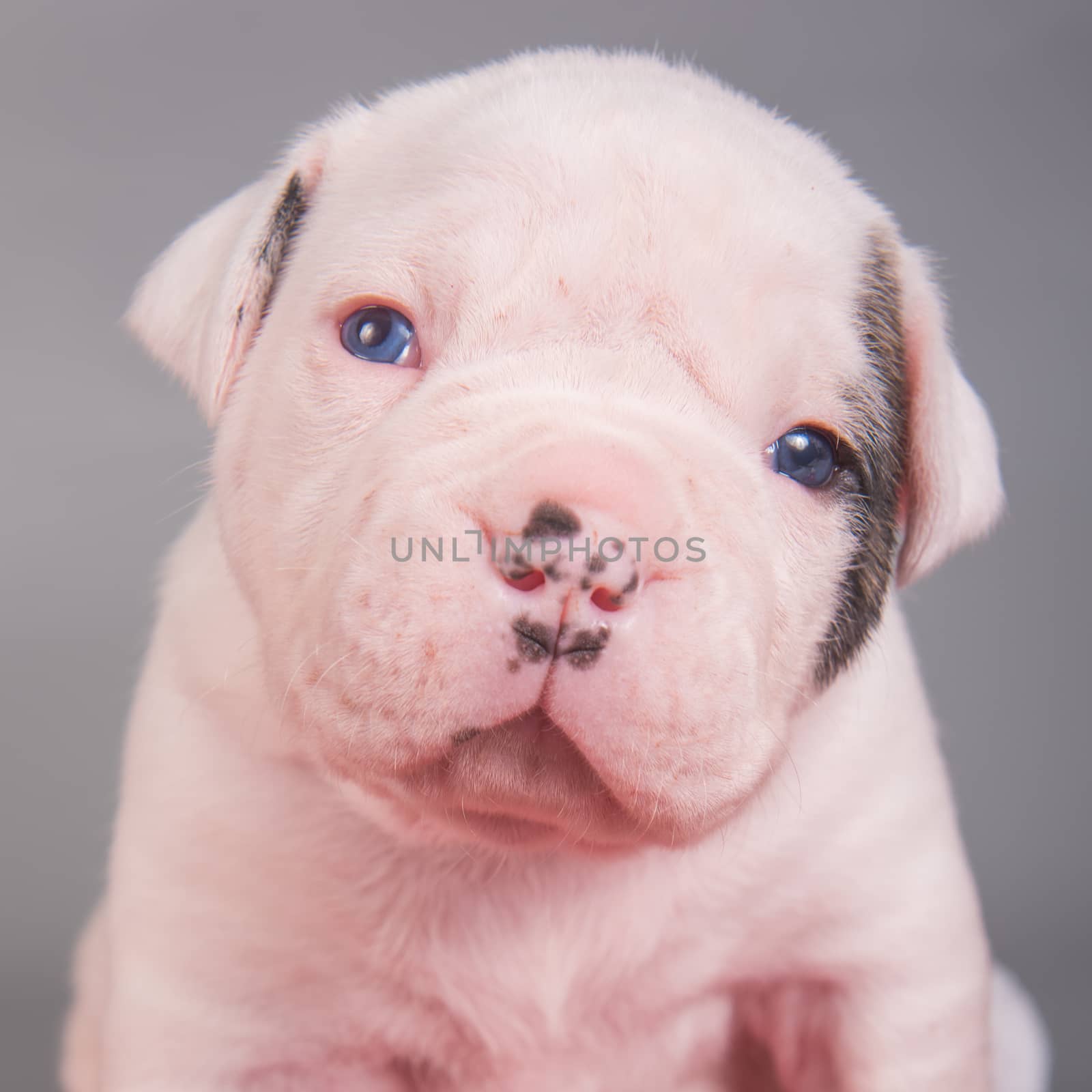 Funny small American Bulldog puppy dog close up on gray blue background.