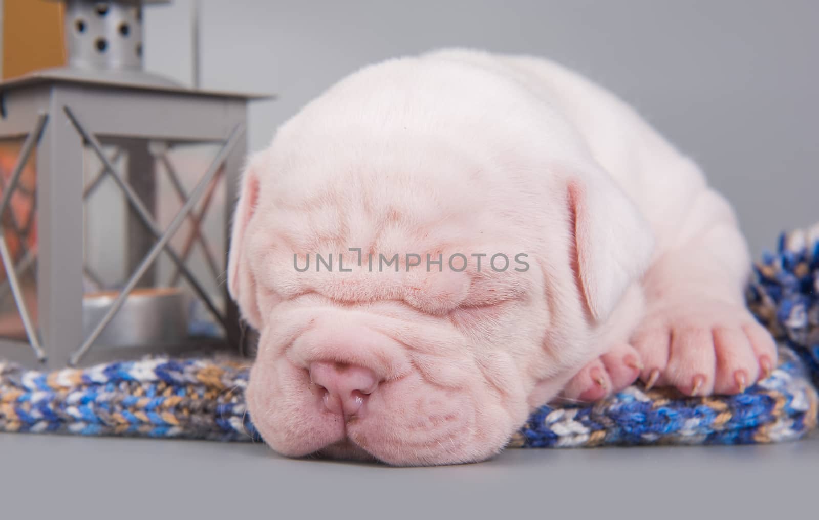 Funny small American Bulldog puppy dog is sleeping with lantern on gray blue background.