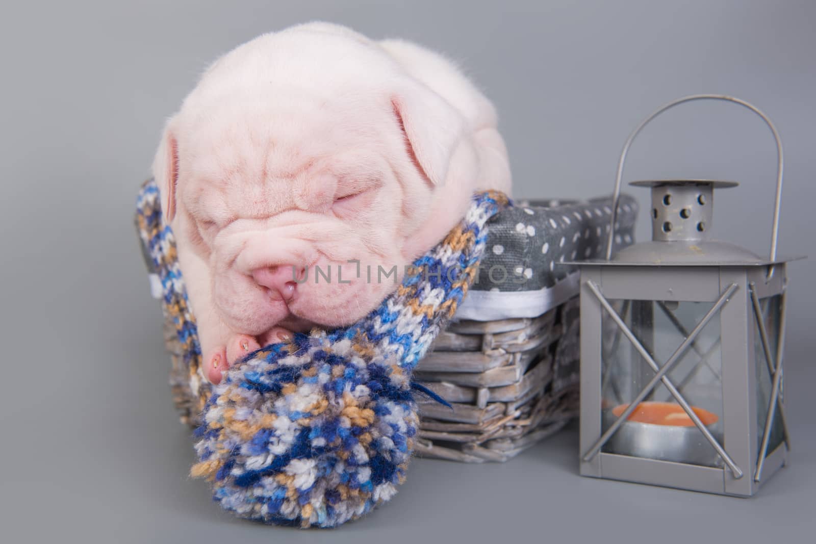 Funny small American Bulldog puppy dog is sleeping in a wood basket with lantern on gray blue background.