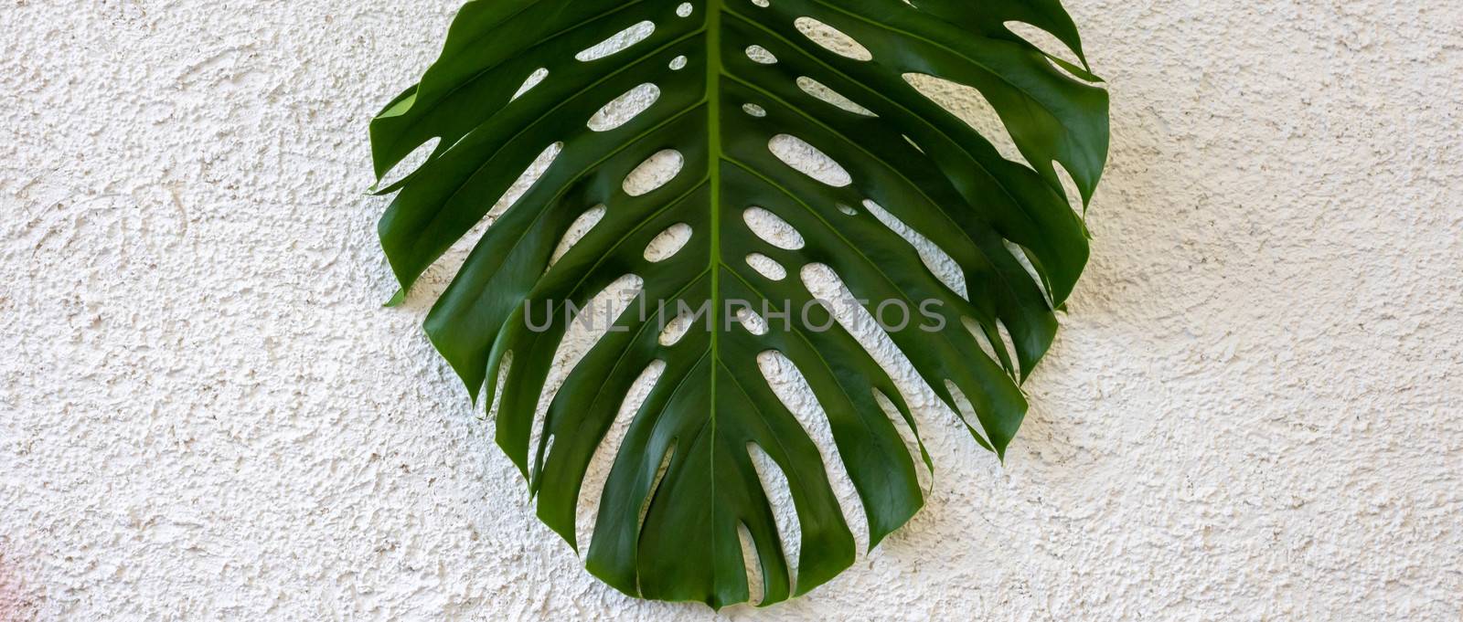 Large green monstera leaf isolated on a white background of rough plaster. Space for your text