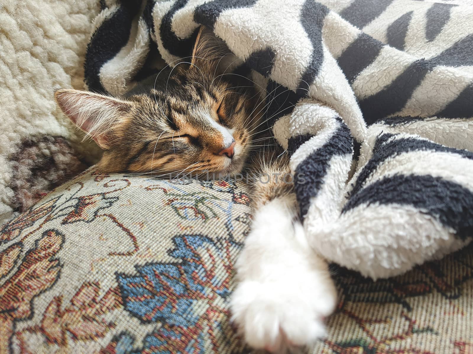 Cute striped kitten lying covered white light blanket on bed and sleeping . Concept of adorable pets by Nickstock