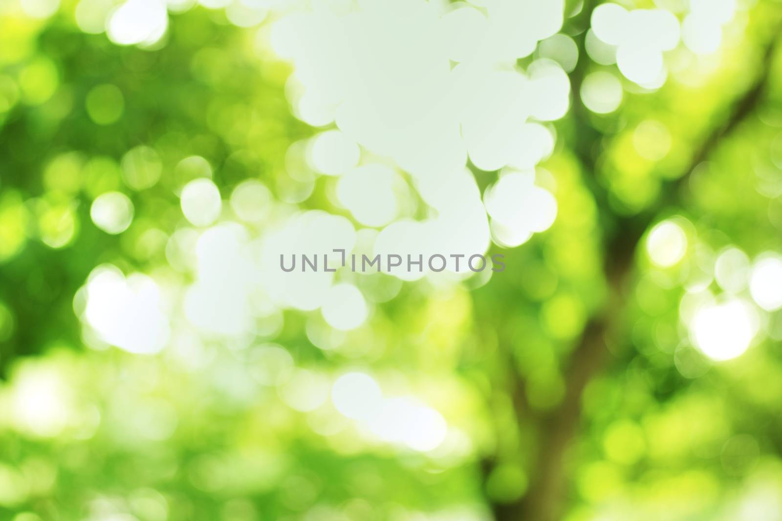 Green background bokeh sparkle of sunshine from natural forest park.