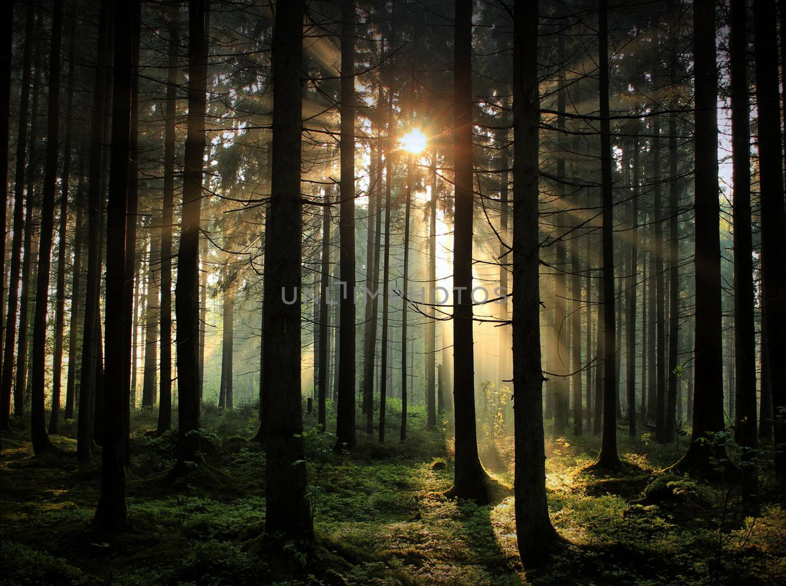 Beautiful pictures of  Lithuania