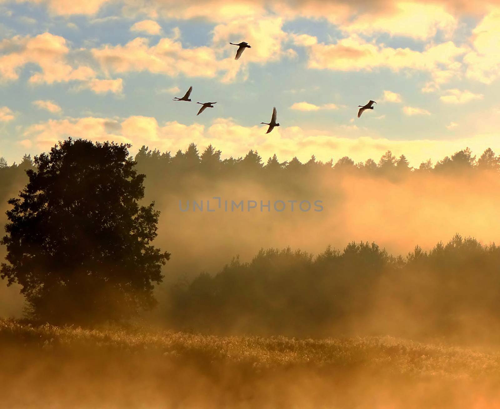 Beautiful pictures of  Lithuania